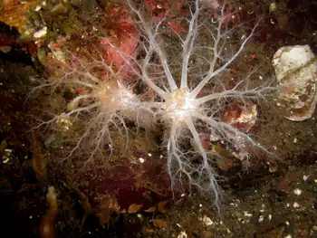 Stiff Footed Sea Cucumber