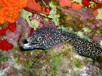 Spotted Moray Eel
