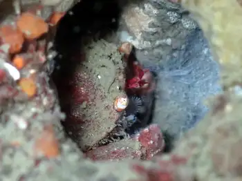 Pygmy Rock Crab