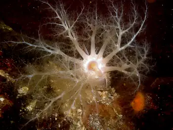 Pale Sea Cucumber