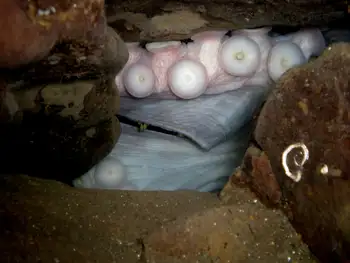 Giant Pacific Octopus