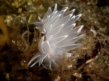 Alabaster Nudibranch