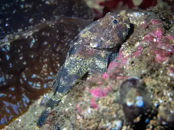 Buffalo Sculpin