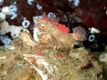 Longhorn Decorator Crab