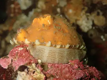 Limpet
