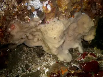 Hard Gnarled Clump Sponge