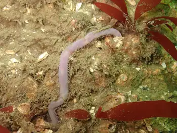 Sea Nymph