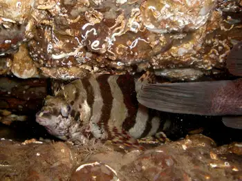 Painted Greenling