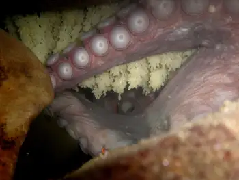Eggs Giant Pacific Octopus