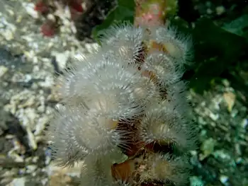 Short Plumose Anemones