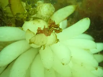 Eggs Opalescent Squid