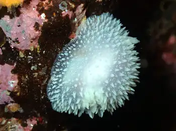 Pilose Dorid