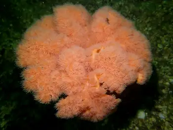 Metridium Anemone