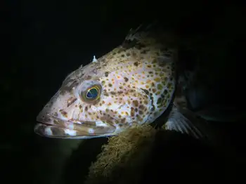 lingcod