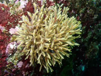 stick bryozoan