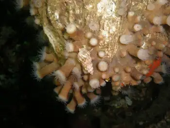 Snail