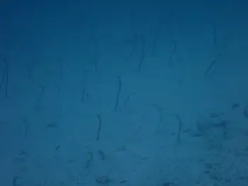 Garden Eels