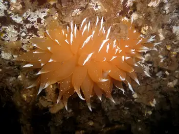 Golden Dirona Nudibranch