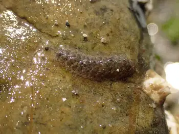 fifteen scaled worm