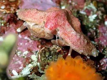 Umbrella Crab