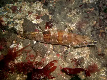 Painted Greenling