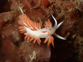 Three Lined Nudibranch