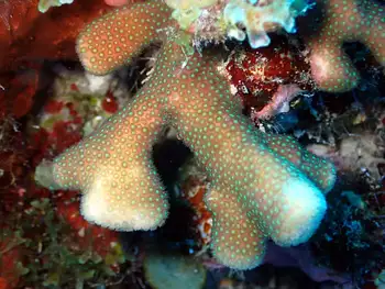 Coral