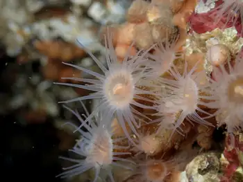 Orange Zoanthids