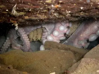 Eggs Giant Pacific Octopus