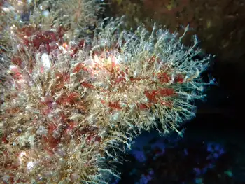 Ectopleura media Hydroids