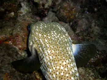 Porcupine Fish
