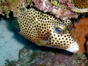 Spotted Trunkfish