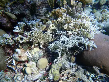 Coral