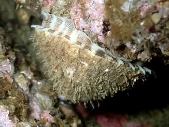 Rough Keyhole Limpet