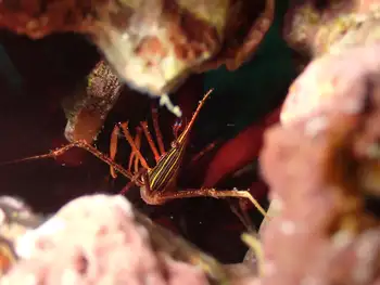Arrow Crab
