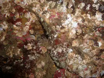 Sculpin