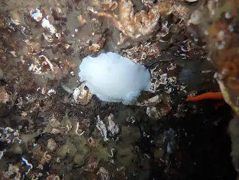 White Nudibranch