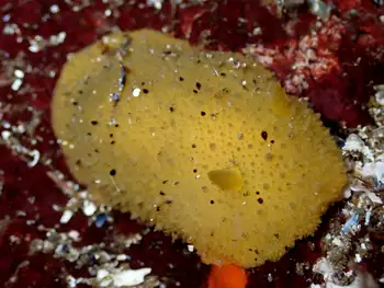 Monterey Sea Lemon