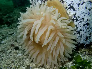 Swimming Anemone