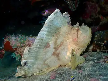 leaf fish