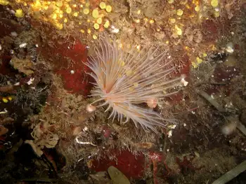 Yellow Boring Sponge
