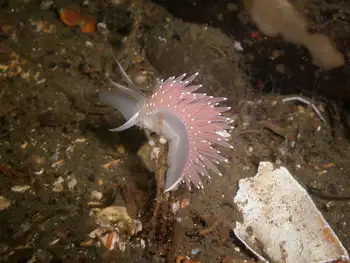 Red Flabellina Nudibranch