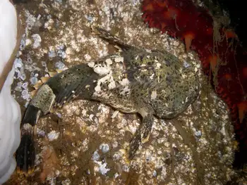Great Sculpin