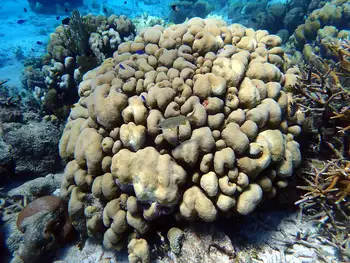 coral