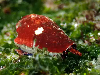 Snail
