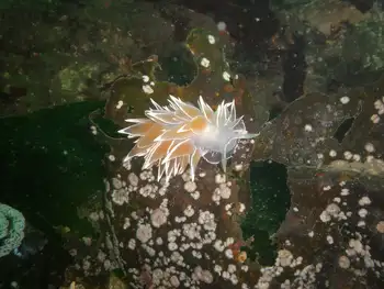 Coral Bryozoans