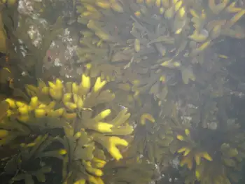 Rockweed