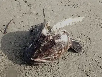 Lingcod