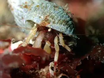 Bering Hermit Crab
