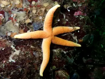 Fat Blood Star